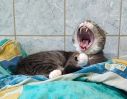 Dormidont 10